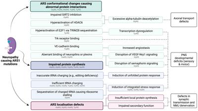 Dominant aminoacyl-tRNA synthetase disorders: lessons learned from in vivo disease models